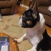 2 male french bulldogs