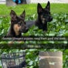 German Shepard puppies