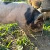 Kunekune Piglets ready to go