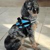 AKC Miniature Poodle at Stud - Not for Sale