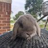 Holland Lop Buck