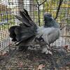 Indian Fantail