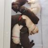 AKC Chocolate and Yellow  Lab Labrador puppies ready for Christmas