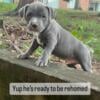 4 American pitbull puppies available for rehoming