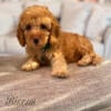 10 week old male toy cockapoo