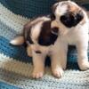 SAINT BERNARD PUPPIES AVAILABLE