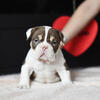Nano American bully 