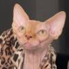 DEAL  BAMBINO SPHYNX male cat 