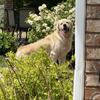 AKC Golden Retriever Stud (Champion/European Pedigree)