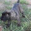 Cane Corso Puppies Tennessee