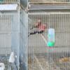 Bourke Parakeet pair