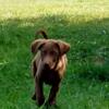 AKC Chocolate Labrador Retriever Puppy