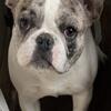 AKC Blue Merle French Bulldog