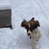 English Springer Spaniel Puppies AKC