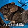 Rehome alert: Two adorable chinchillas