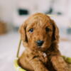 Miniature Goldendoodle Puppy - Mowgli