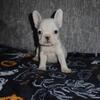 AKC French Bulldog Puppies