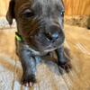 Cane Corso Puppies