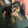 Yorkie Puppy 1 sweet and playful female