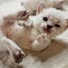 Munchkin kittens 
