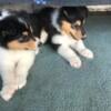 Tri Color Rough Collie Male Pups