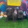 Visual Fluffy Pups All Females Chocolate  Fire Ped Best Price