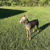 Fawn Doberman pups ready now!