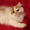 PERSIAN KITTEN MALE REGISTERED