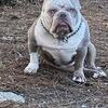 DIRECT BEEF SON BULLY