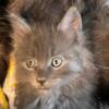 Maine Coon Male Kittens