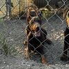 AKC Registered Red/Rust Male Doberman