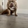 Stud fee- lilac American bully