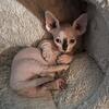 💙💙💙 male Bambino / sphynx babies