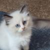 Archie is a Beautiful Bi-color male Ragdoll