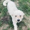 Goldendoodle puppies!!!