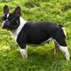 Pied Adult Female Frenchie