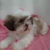 Shih Tzu female gold and white with black markings