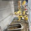 canarys for sale