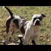 ABKC REGISTERED AMERICAN BULLY PUPPIES