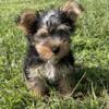 CKC Female Yorkshire Terrier