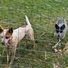 Blue/red heeler puppies