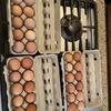 Chicken eggs for sale