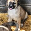 Kangal pups