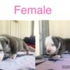 American bully puppys