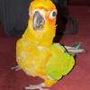 Sun conure