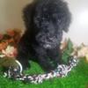 Black Standard Poodle (AKC) puppies