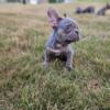 Beautiful Frenchie Pups- Make Your Best Offer-