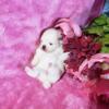 AKC Teacup Tiny Size Baby Teddy Face Pomeranian Puppies