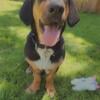 Basset Hound Mix Rehoming