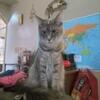Maine coon